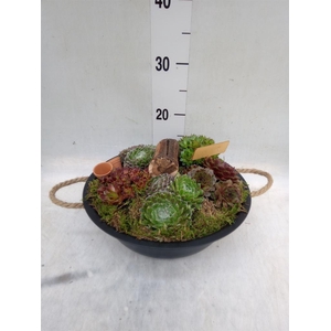 Arr.  Sempervivum L%