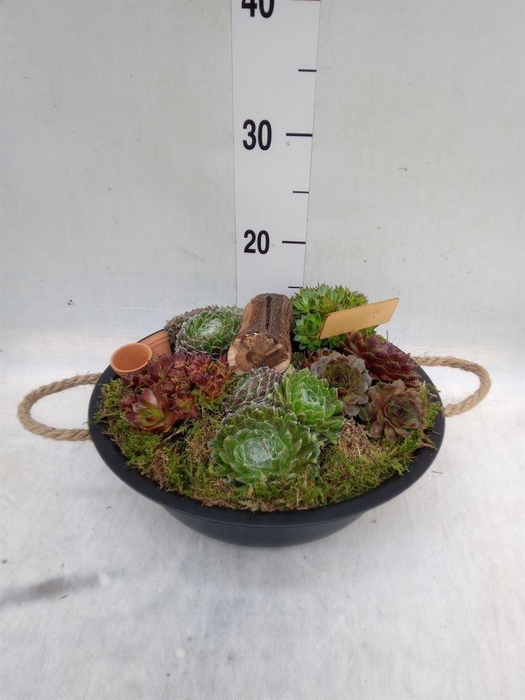<h4>Arr.  Sempervivum L%</h4>