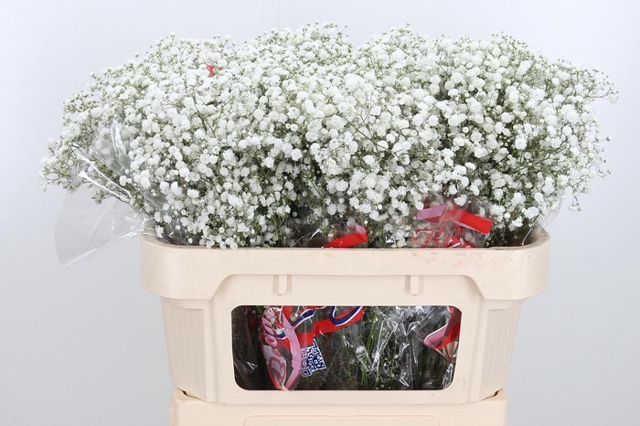 <h4>Gyps Pa Xlence</h4>