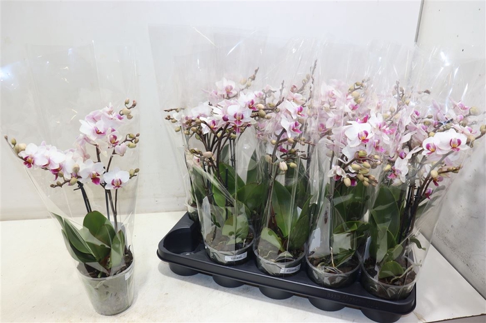 <h4>Phalaenopsis Mf Ot Roze Et</h4>