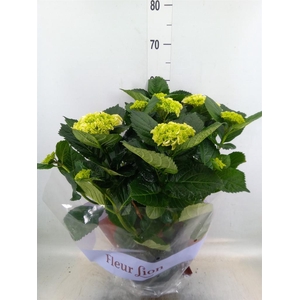 Hydrangea mac. 'Crystal Palace'