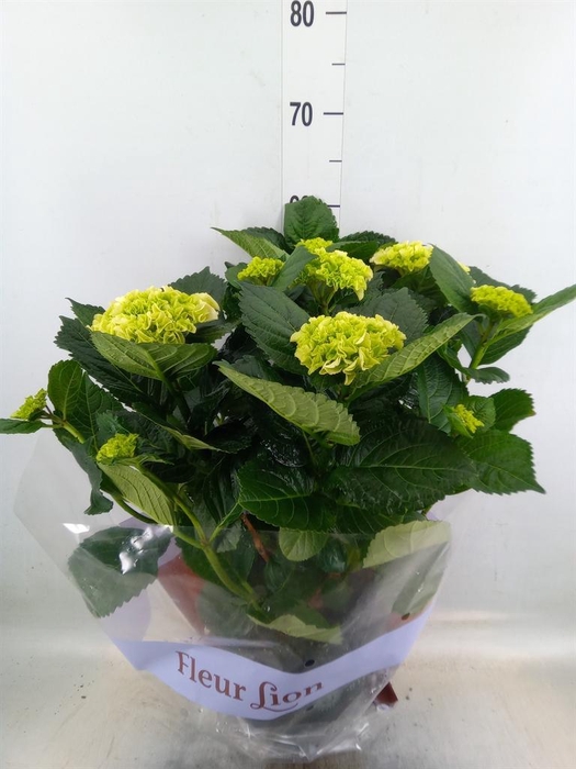 <h4>Hydrangea mac. 'Crystal Palace'</h4>