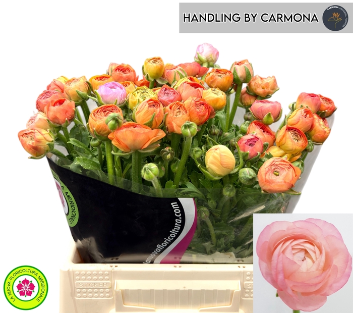 <h4>RAN EL SALMON</h4>