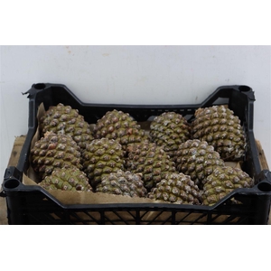 Pinea Groot X12 Crate