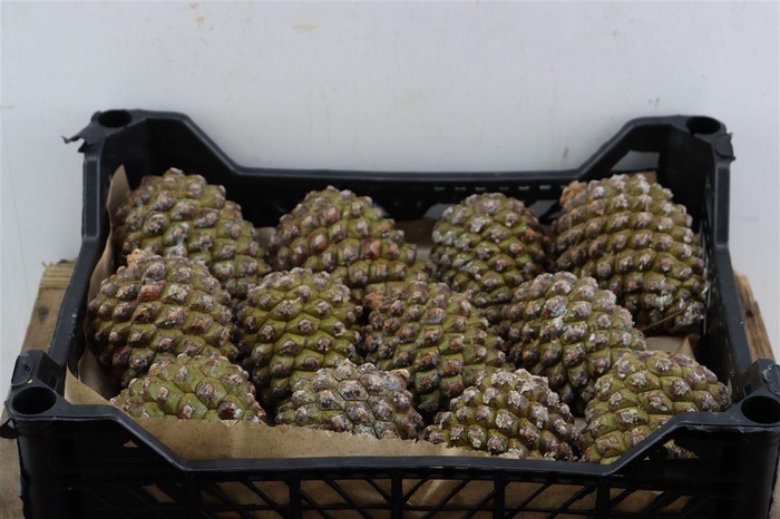 <h4>Pinea Groot X12 Crate</h4>