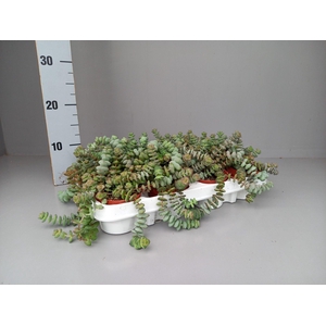 Crassula hottentot special mini