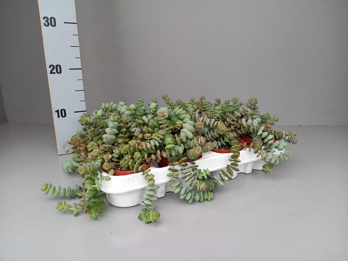 <h4>Crassula hottentot special mini</h4>