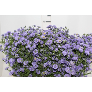 ASTER LILAS MAÇO
