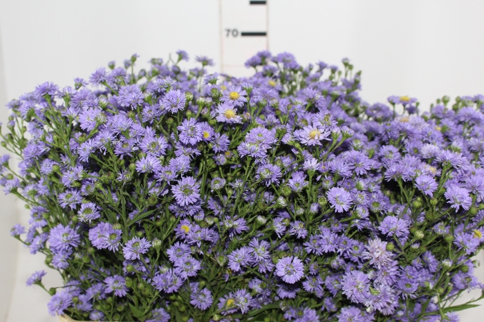 <h4>ASTER LILAS MAÇO</h4>