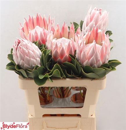 <h4>Protea Cynar Mabel</h4>