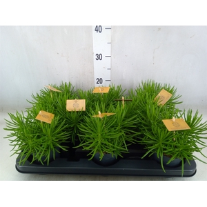 Senecio archeri 'Himalaya'