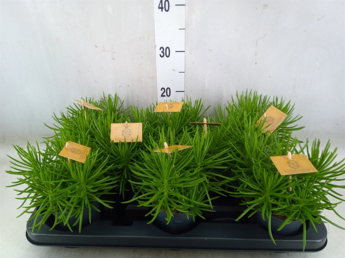 <h4>Senecio archeri 'Himalaya'</h4>