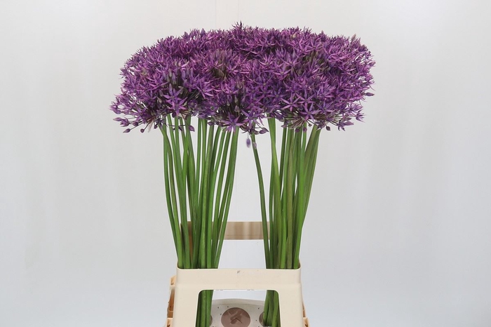 <h4>Allium  'Jackpot'</h4>