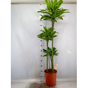 Dracaena frag. 'Golden Coast'