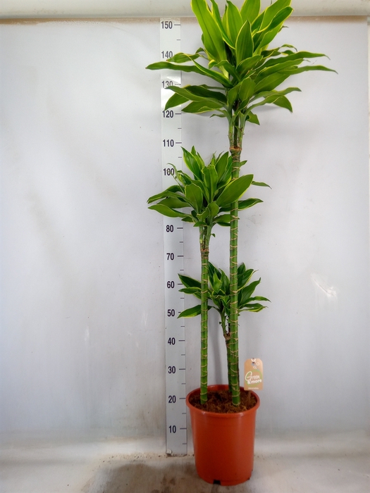 <h4>Dracaena frag. 'Golden Coast'</h4>