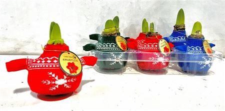 <h4>Bloembol Hippeastrum</h4>