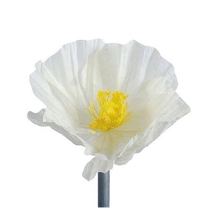 Stem Poppy Flower L30w30h35