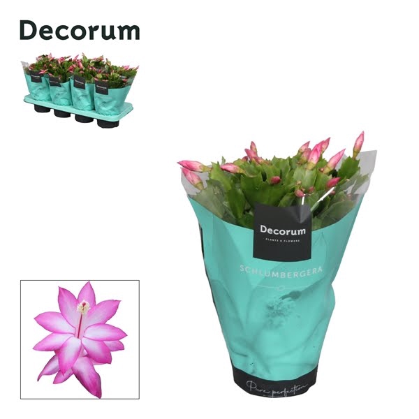 <h4>Schlumbergera Purple</h4>