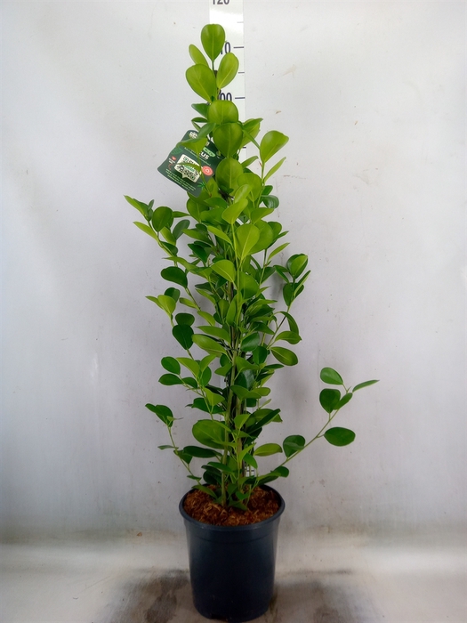 <h4>Ficus microcarpa 'Moclame'</h4>