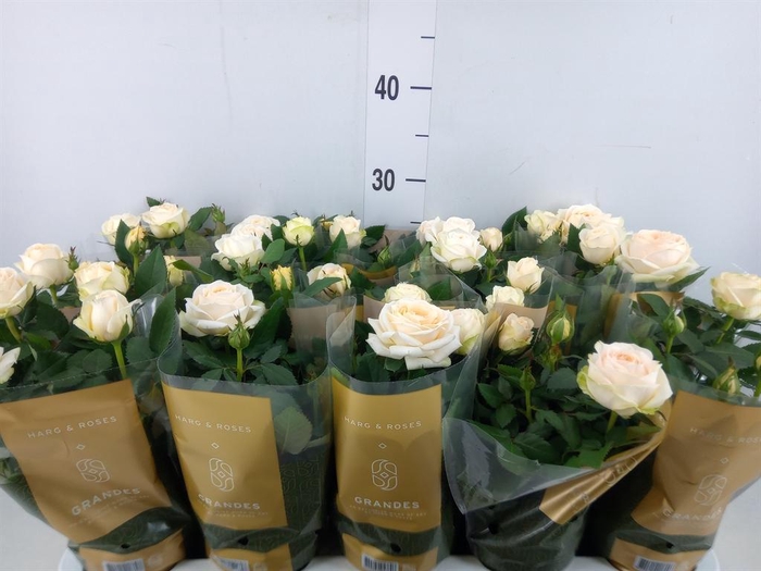 <h4>Rosa 'Belami Kordana'</h4>