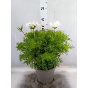 Cosmos bipinnatus