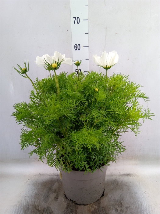 <h4>Cosmos bipinnatus</h4>