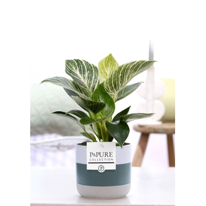 Philodendron White Wave in P&PURE Lauren ceramics