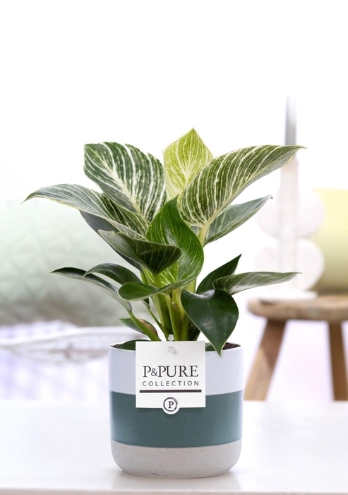 <h4>Philodendron White Wave in P&PURE Lauren ceramics</h4>