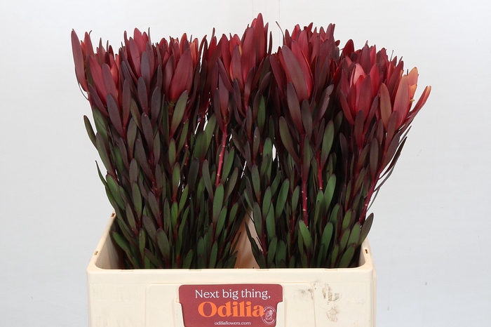 <h4>Leucadendron Saf Sunset Dark Red</h4>