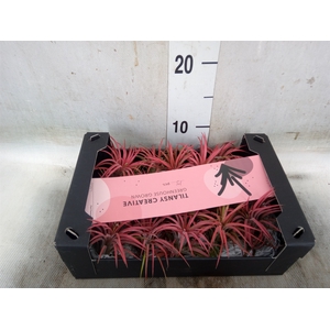 Tillandsia ionantha