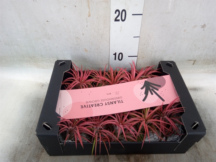 <h4>Tillandsia ionantha</h4>