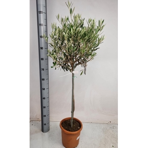 OLEA EUROPAEA