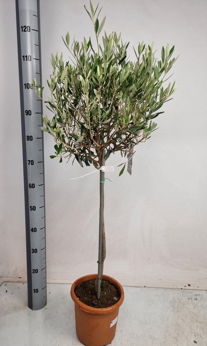 <h4>OLEA EUROPAEA</h4>