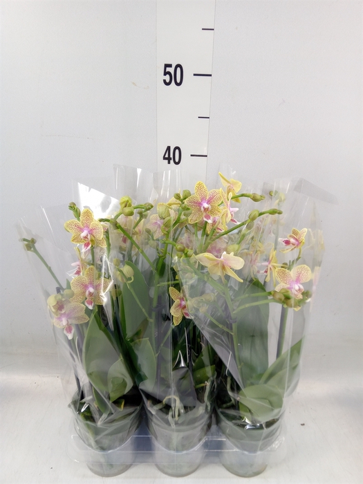 <h4>Phalaenopsis multi.   ...</h4>