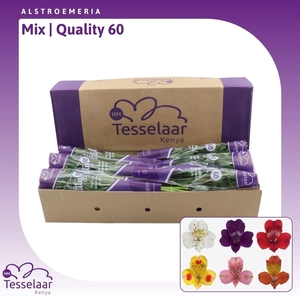 Alstroemeria Mix | Quality 60