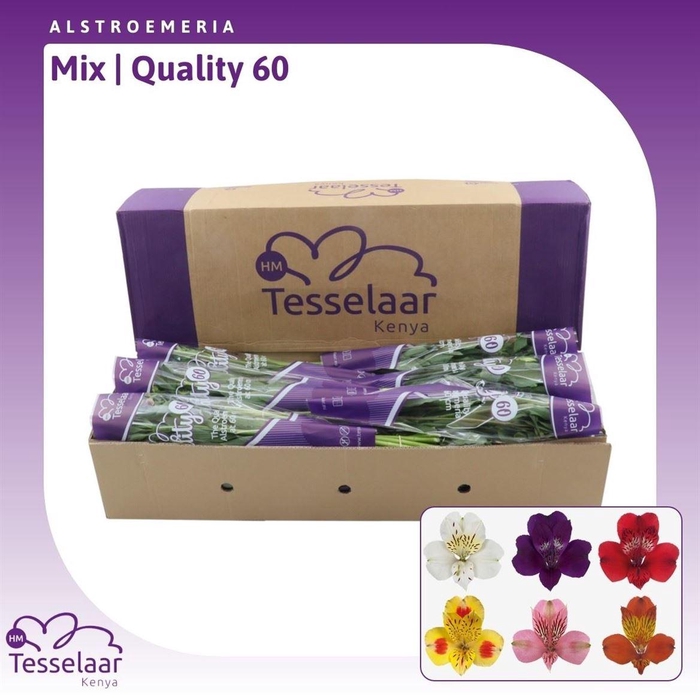 <h4>Alstroemeria Mix | Quality 60</h4>