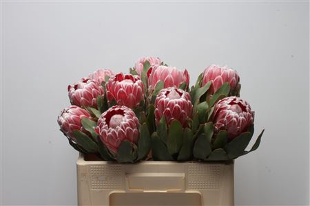 <h4>Protea Lady Di</h4>