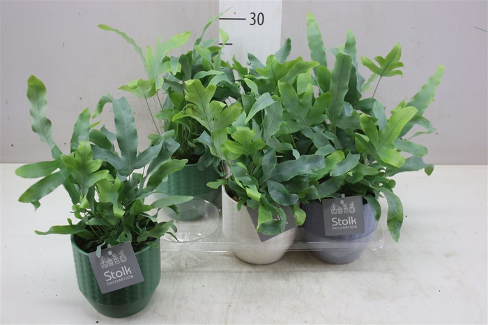 <h4>Phlebodium Aureum Blue Star Expression Keramiek</h4>