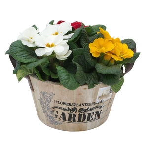 Primula Ronde bak gemengd 111