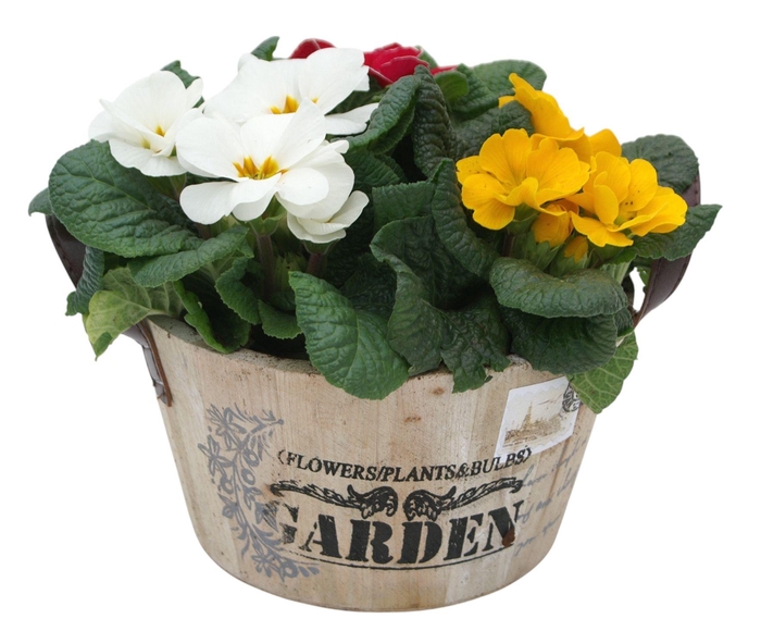 <h4>Primula Ronde bak gemengd 111</h4>