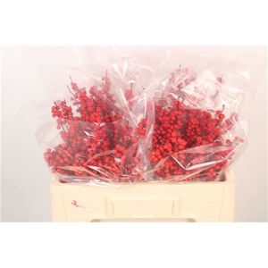 Ilex verticillata red