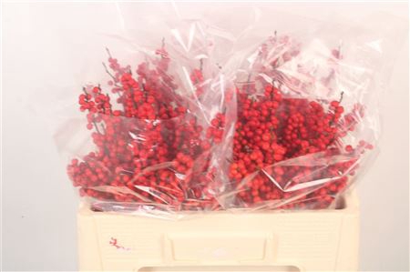 <h4>Ilex verticillata red</h4>