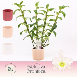 Dendrobium Nobilé, Apollon 4-spike in Horizon Ribble 'Exclusiva Orchidea'