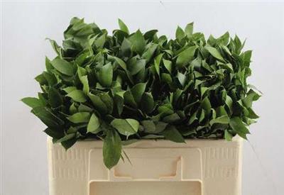 <h4>RUSCUS 50 CM</h4>