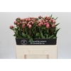 Paeonia Sarah Bernhardt