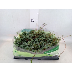 Pilea glaucophylla 'Greyzy'
