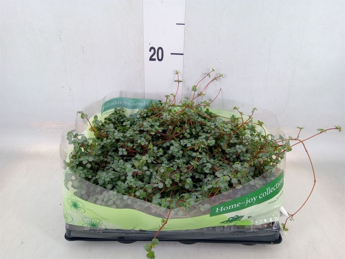 <h4>Pilea glaucophylla 'Greyzy'</h4>