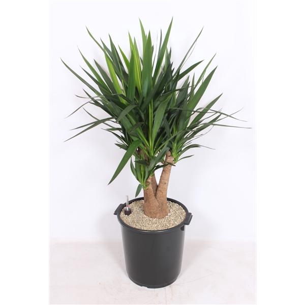 <h4>Yucca elephantipes 3+ armen</h4>