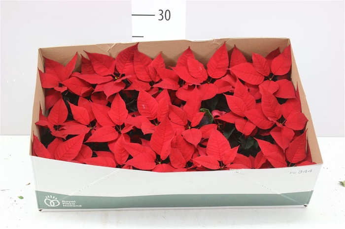 <h4>Euphorbia P Mini Robyn Red</h4>