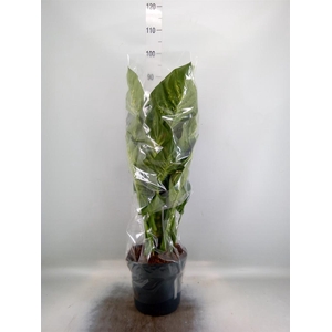 Dieffenbachia seg. 'Reeva'